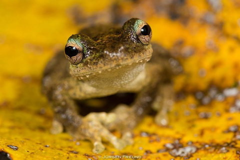 Daintree And Cape Tribulation Full Day Guided Tour - Mackay Tourism 0