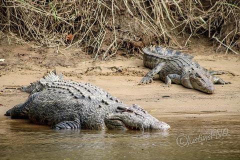 Daintree And Cape Tribulation Full Day Guided Tour - Mackay Tourism 3
