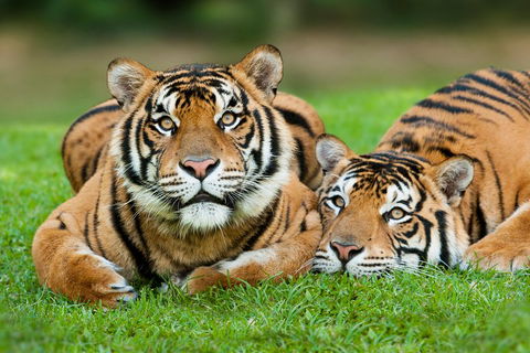 The Ultimate Gold Coast Attractions Pass - Mackay Tourism 2