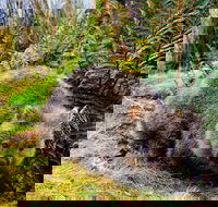 Cradle Mountain National Park Day Tour from Launceston - Mackay Tourism