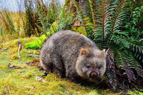 Cradle Mountain National Park Day Tour From Launceston - Mackay Tourism 0