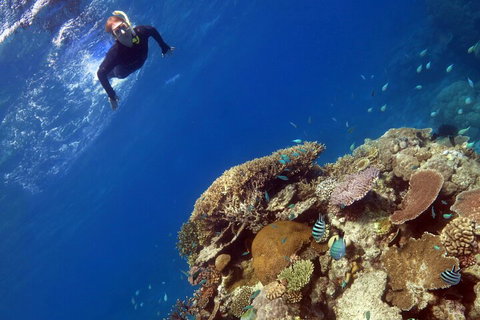 Silverswift Outer Great Barrier Reef Dive And Snorkel Cruise From Cairns - Mackay Tourism 3
