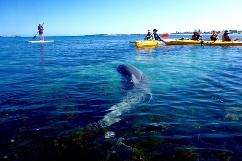 Penguin And Seal Islands Sea Kayaking Experience - Mackay Tourism 0