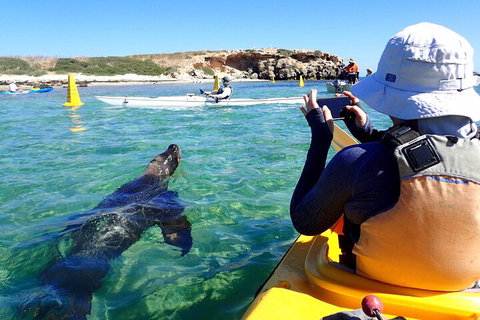 Penguin And Seal Islands Sea Kayaking Experience - Mackay Tourism 2