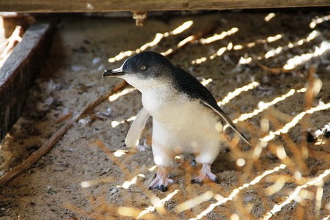 Penguin And Seal Islands Sea Kayaking Experience - Mackay Tourism 3