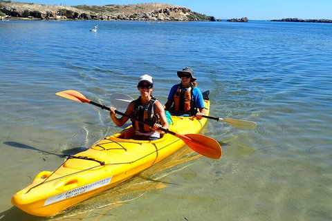 Penguin And Seal Islands Sea Kayaking Experience - Mackay Tourism 5