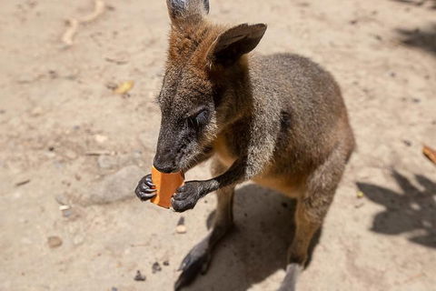 Chillagoe Caves And Outback Day Trip From Cairns - Mackay Tourism 5
