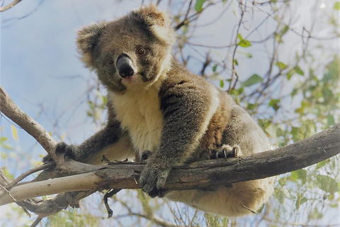 Kangaroo Island Scenic Trail Tour - Mackay Tourism 2