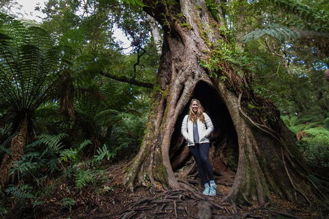 Great Ocean Road Small-Group Ecotour From Melbourne - Mackay Tourism 4