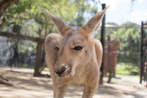 Currumbin Wildlife Sanctuary General Entry Ticket - Mackay Tourism 2