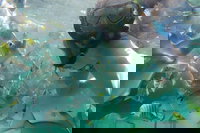 2-Day Moreton Island 4WD Camping Tour from Brisbane