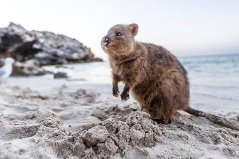 Rottnest Island Bike & Ferry Package From Perth - Mackay Tourism 5