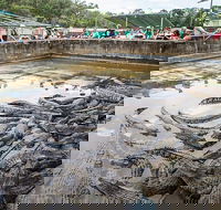 Hartley's Crocodile Adventures Day Trip from Cairns - Mackay Tourism