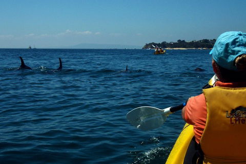 Mornington Peninsula Kayak Coastline Tour Of Dolphin Sanctuary - Mackay Tourism 0
