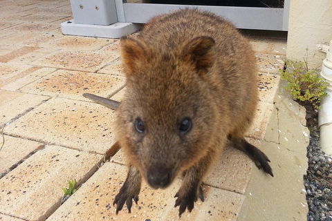 Wave Rock, Pinnacles And Rottnest One Day Aeroplane Tour - Mackay Tourism 0