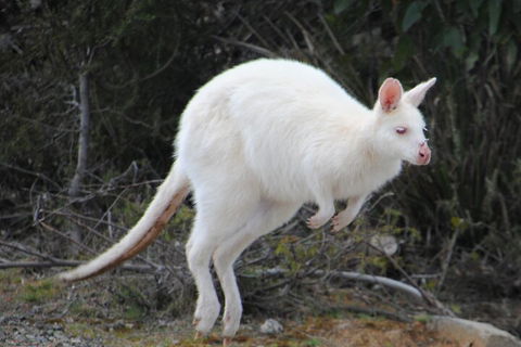Small-Group Day Trip From Hobart To Bruny Island - Mackay Tourism 2