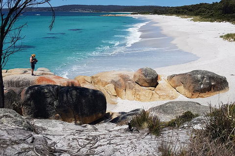 2-Day Tas East Coast Escape Tour Including Bay Of Fires, Wineglass Bay & Devils - Mackay Tourism 4