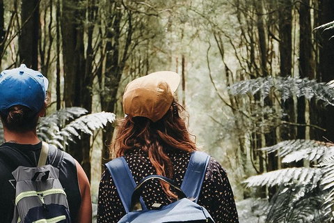 Small Group - 12 Apostles, Otways & Great Ocean Road Day Tour From Melbourne - Mackay Tourism 3