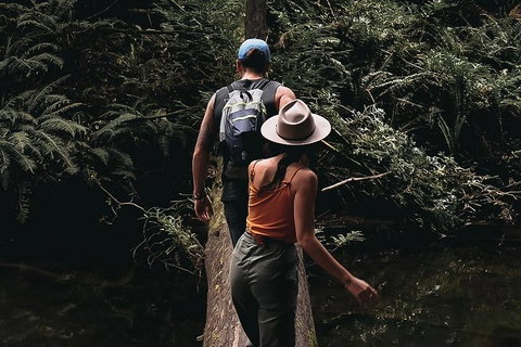 Small Group - 12 Apostles, Otways & Great Ocean Road Day Tour From Melbourne - Mackay Tourism 5