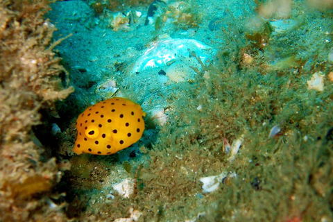 Wave Break Island Scuba Diving On The Gold Coast - Mackay Tourism 3