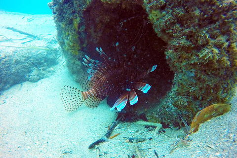 Wave Break Island Scuba Diving On The Gold Coast - Mackay Tourism 5