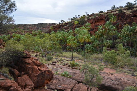 Palm Valley And Hermannsburg 1 Day 4WD Tour - Mackay Tourism 4