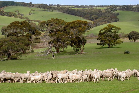 Kangaroo Island Luxury Small Group 'Island Life' Full Day Tour - Mackay Tourism 1