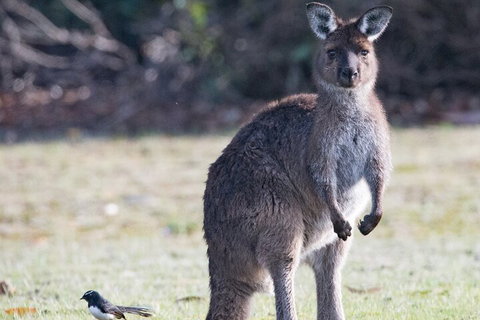Kangaroo Island Luxury Small Group 'Island Life' Full Day Tour - Mackay Tourism 2