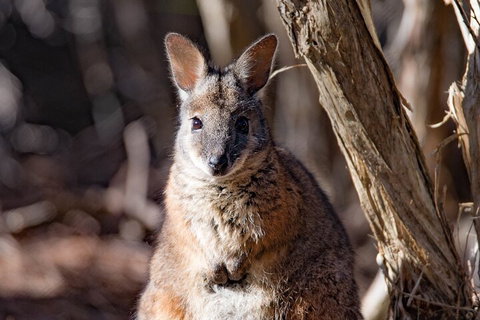 Kangaroo Island Luxury Small Group 'Island Life' Full Day Tour - Mackay Tourism 3