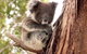 Kangaroo Island Luxury Small Group 'Island Life' Full Day Tour - thumb 4