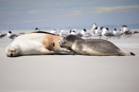 Kangaroo Island Luxury Small Group 'Island Life' Full Day Tour - Mackay Tourism 5