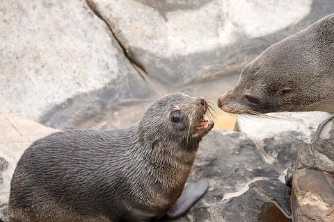 Kangaroo Island Luxury Small Group 'Flinders Chase Focus' Full Day Tour - Mackay Tourism 2
