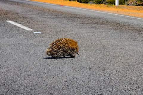 Kangaroo Island Luxury Small Group 'Flinders Chase Focus' Full Day Tour - Mackay Tourism 3