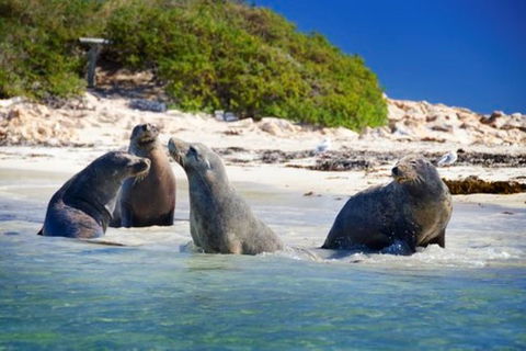 Dolphin, Penguin And Sea Lion Cruise - Mackay Tourism 0