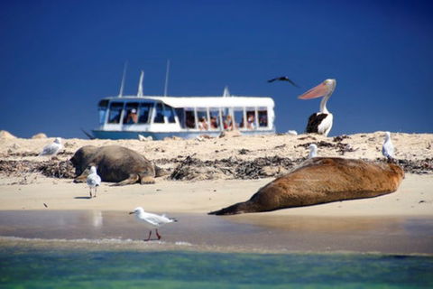 Dolphin, Penguin And Sea Lion Cruise - Mackay Tourism 1