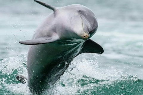 Dolphin, Penguin And Sea Lion Cruise - Mackay Tourism 2