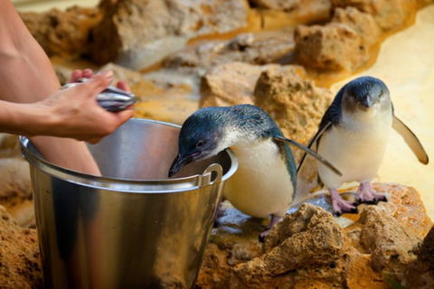 Dolphin, Penguin And Sea Lion Cruise - Mackay Tourism 3