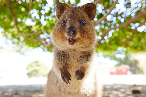 Discover Rottnest With Ferry & Bus Tour From Perth Or Fremantle - Mackay Tourism 0