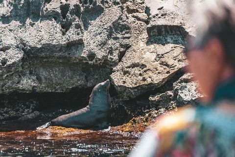 Adventure Rottnest Tour With Ferry & Adventure Cruise From Perth Or Fremantle - Mackay Tourism 1