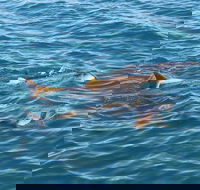 Roebuck Bay Snubfin Dolphin Cruise - Mackay Tourism