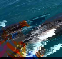 AOC Whale Watching from Broome - Mackay Tourism