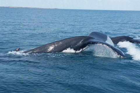 AOC Whale Watching From Broome - Mackay Tourism 1