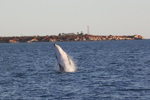 AOC Whale Watching From Broome - Mackay Tourism 3