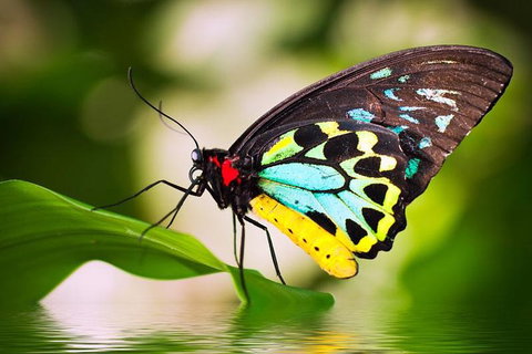 Australian Butterfly Sanctuary - Mackay Tourism 4
