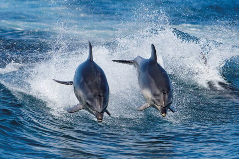 Full-Day Bruny Island Cruises Day Tour From Hobart - Mackay Tourism 5