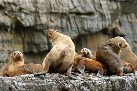Tasman Island Cruises And Port Arthur Historic Site Day Tour From Hobart - Mackay Tourism 1