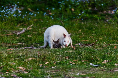 Bruny Island Traveller - Gourmet Tasting And Sightseeing Day Trip From Hobart - Mackay Tourism 3