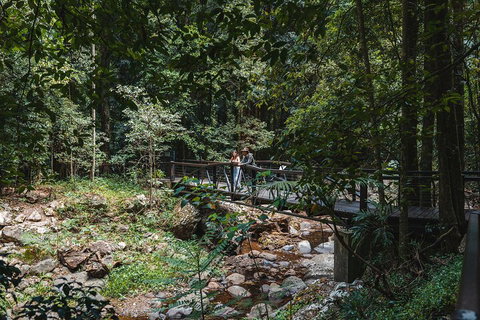 Springbrook AndTamborine Rainforest Tour Incl Natural Bridge And Glow Worm Cave - Mackay Tourism 3