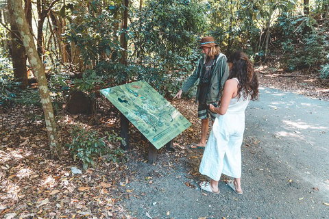 Springbrook AndTamborine Rainforest Tour Incl Natural Bridge And Glow Worm Cave - Mackay Tourism 5