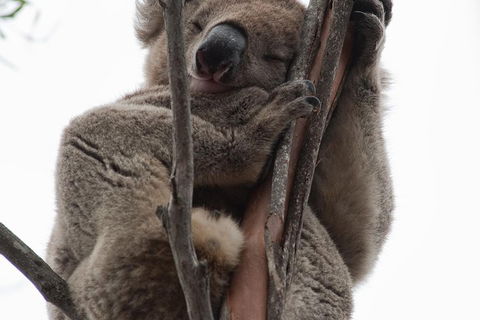 2-Day Kangaroo Island 4WD Small-Group Tour From Adelaide - Mackay Tourism 0